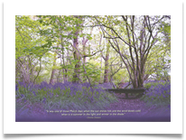Bluebells - Calendar 2021 March - June Bannister